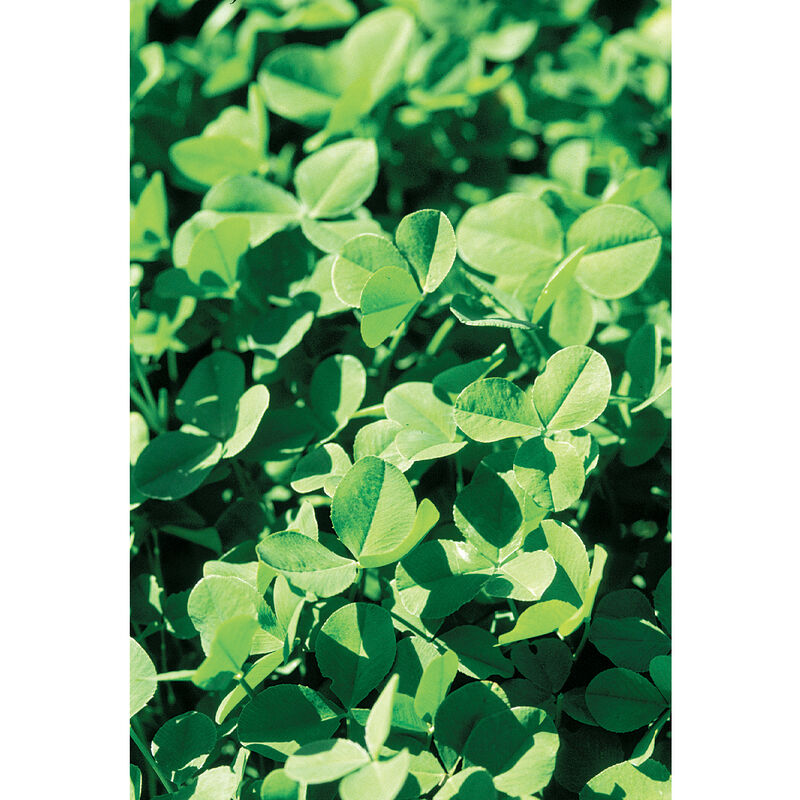 New Zealand White Clover Clovers