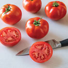 Celebrity Plus Slicing Tomatoes