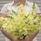 Chantilly™ Cream Yellow Snapdragon
