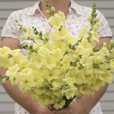 Chantilly™ Cream Yellow Snapdragon