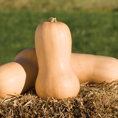 Waltham Butternut Winter Squash