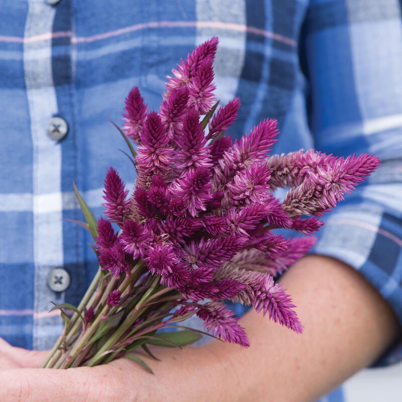 Ruby Parfait Celosia