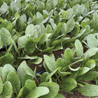 Tragopan Smooth-Leaf Spinach