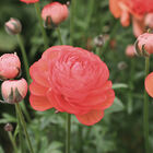 Romance&trade; Paradou&reg; Ranunculus