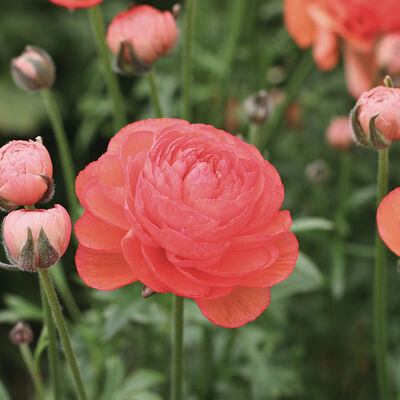 Romance&trade; Paradou&reg; Ranunculus