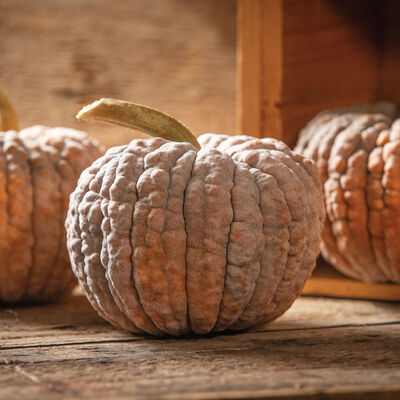 Black Futsu Winter Squash