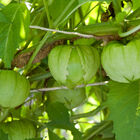 Toma Verde Tomatillos