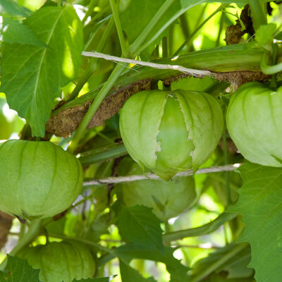 Toma Verde Tomatillos