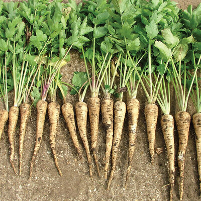 Dagger Parsnips