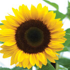 Sunrich Orange Tall Sunflowers
