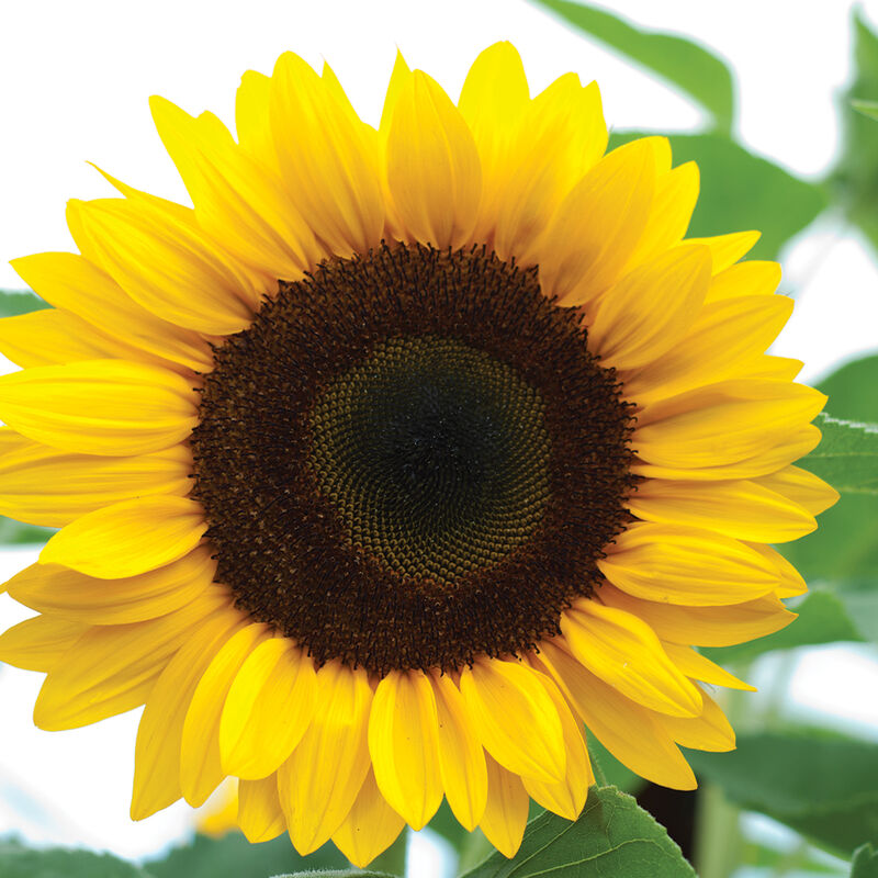 Sunrich Orange Sunrich Orange Tall Sunflowers