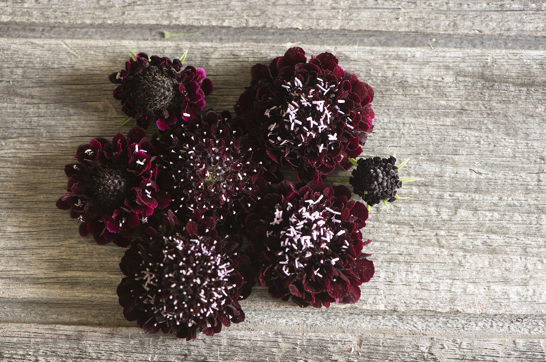 Black Knight Scabiosa Seed Johnny s Selected Seeds