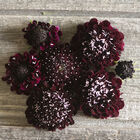 Black Knight Scabiosa (Pincushion Flower)