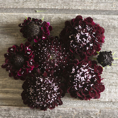 Black Knight Black Knight Scabiosa (Pincushion Flower)
