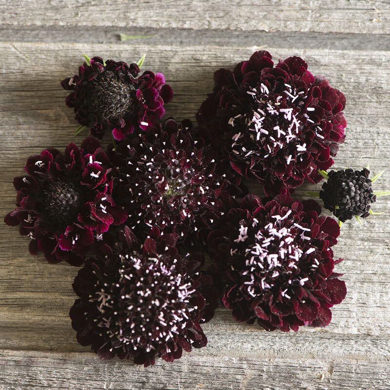 Black Knight Black Knight Scabiosa (Pincushion Flower)