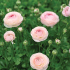 Romance™ Seine® Ranunculus