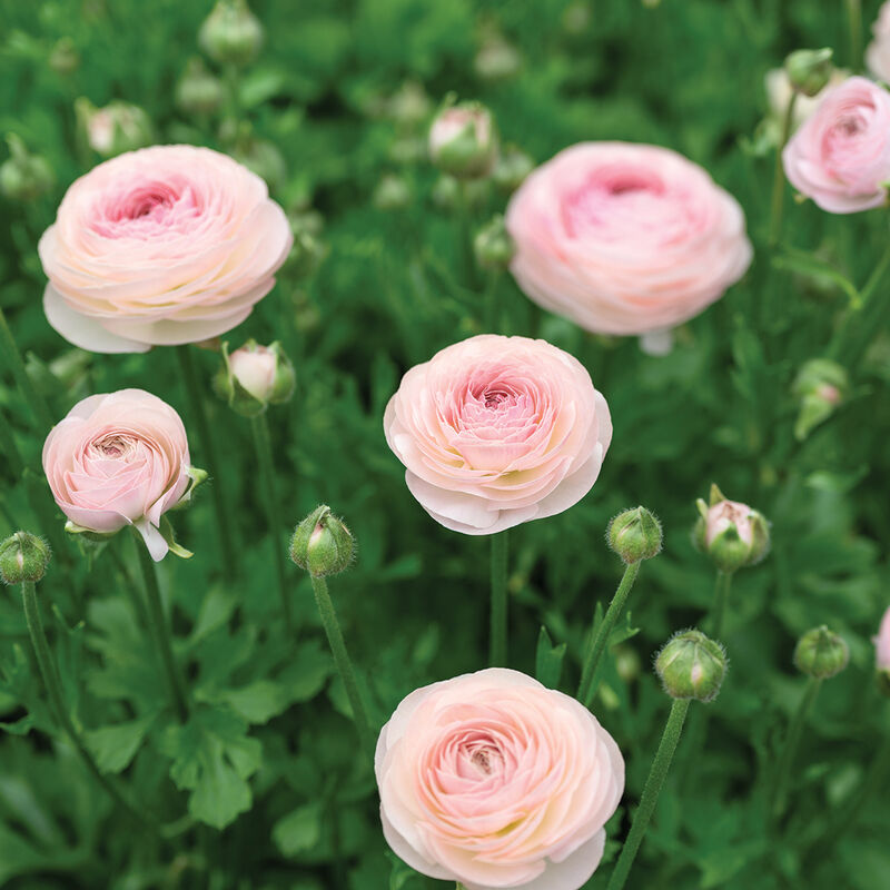 Romance™ Seine® Ranunculus