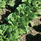 Green Forest Romaine Lettuce (Cos)