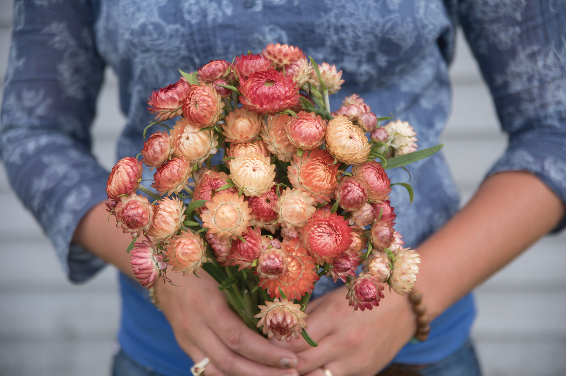 Apricot/Peach Mix Strawflower