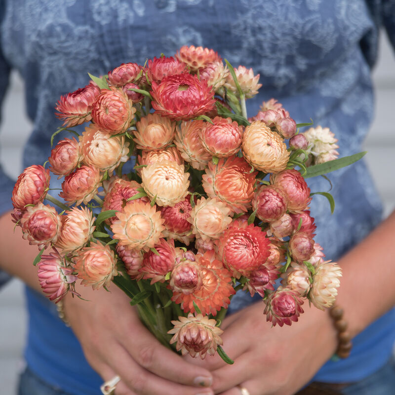 Strawflower Seed, Helichrysum Mixed Peach and Apricot Shades