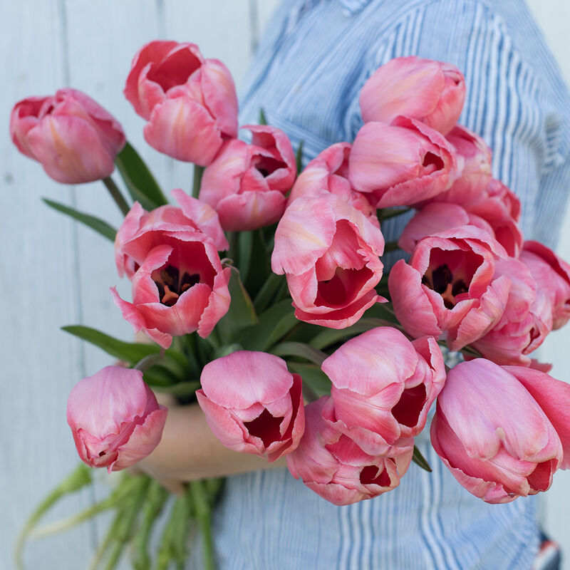 Design Impression Tulips
