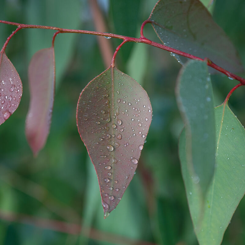 E. tereticornis Eucalyptus