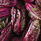 Luna Rossa Radicchio