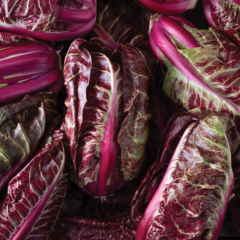 Luna Rossa Radicchio