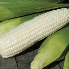 Xtra-Tender 3473 Sweet Corn