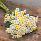 Magic Single Matricaria (Feverfew)