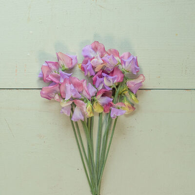 Enchanté Enchanté Sweet Peas