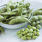 Tohya Soybeans
