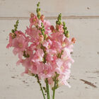 Chantilly™ Light Pink Snapdragon