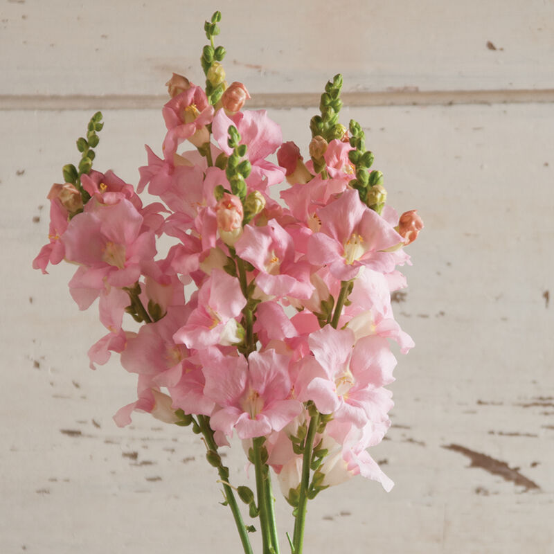 Chantilly™ Light Pink Snapdragon