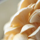 Golden Oyster 'Spray & Grow' Kit 'Spray & Grow' Kits
