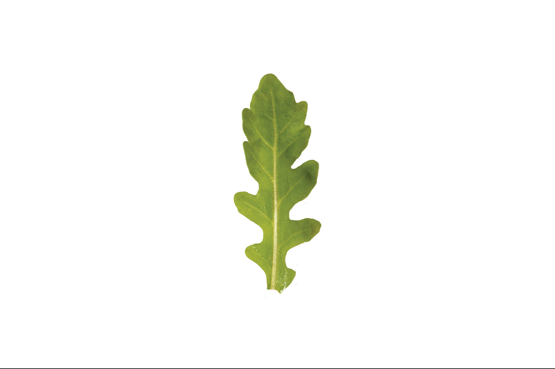 Johnny's Selected Seeds Sylvetta Wild Arugula Seed - Thumbnail 3