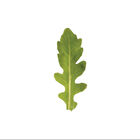 Sylvetta Arugula (Roquette)