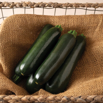 Maveric Summer Squash