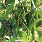 Jalafuego Hot Peppers
