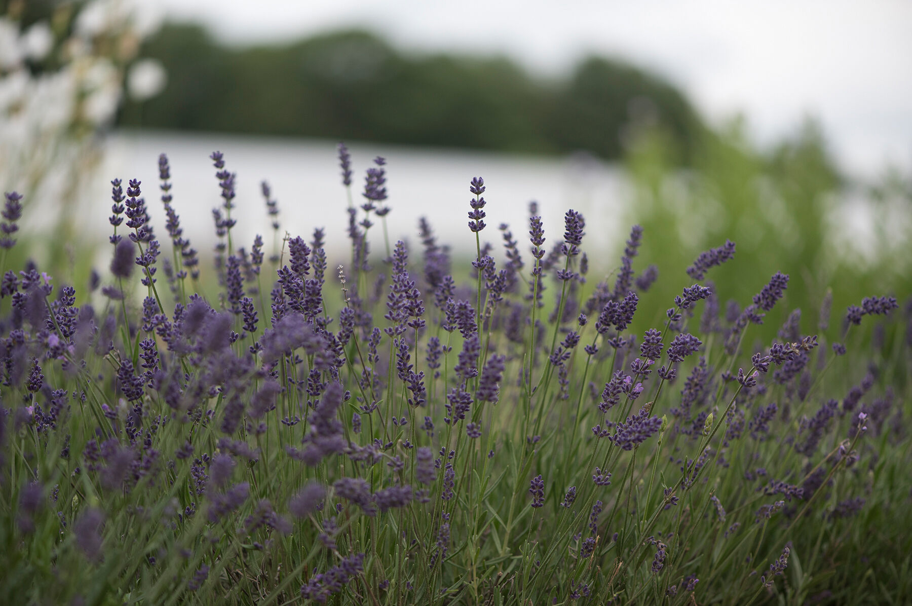 Ellagance Purple Lavender Seed Johnny's Selected Seeds