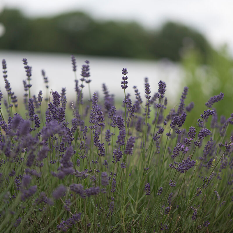 Ellagance Purple Lavender