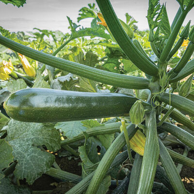 Kefren Kefren Summer Squash