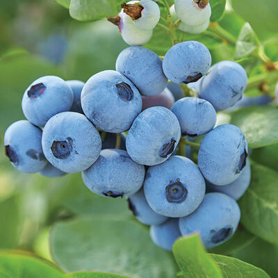 Top Shelf Blueberry