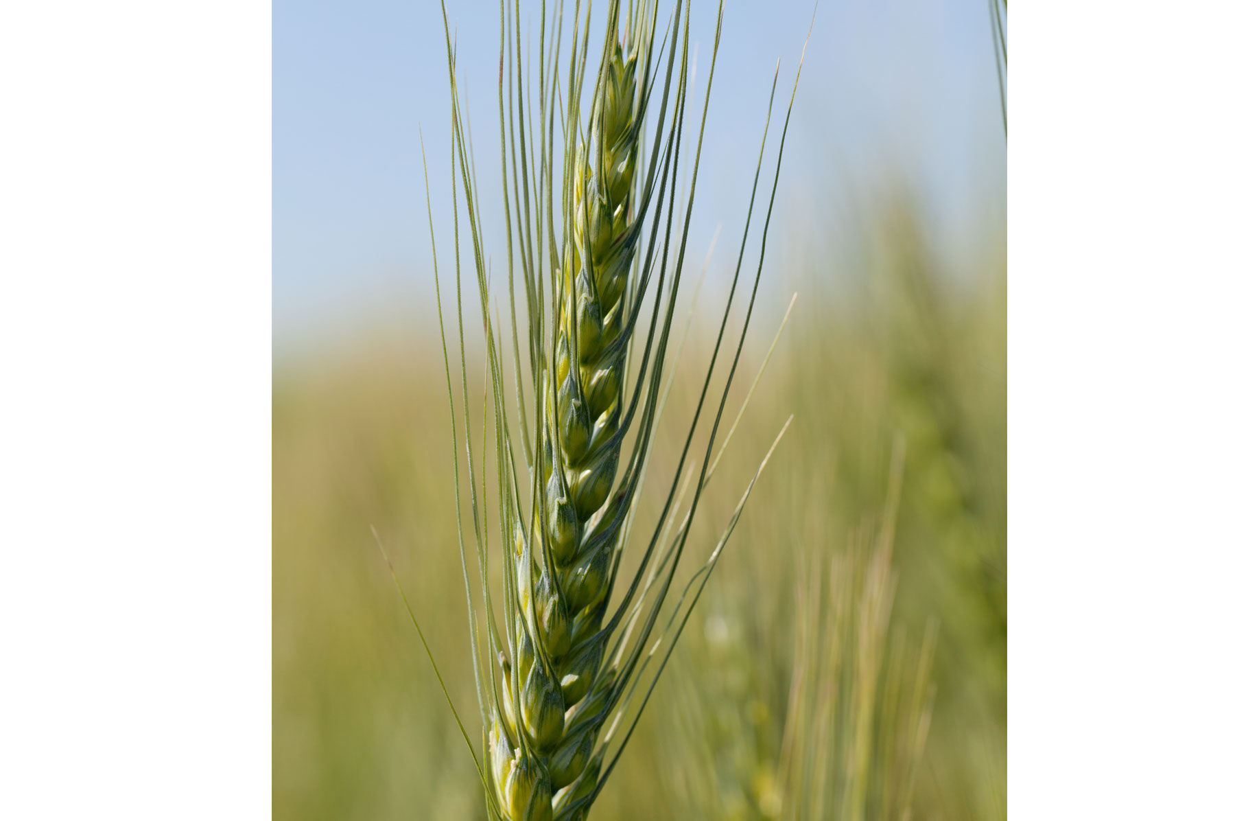 Spring Wheat (Bolles) Wheat