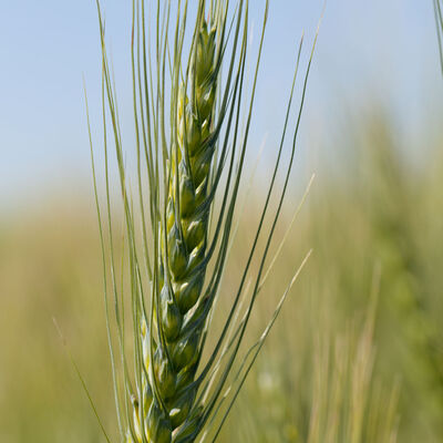 Spring Wheat (Bolles) Spring Wheat (Bolles) Wheat