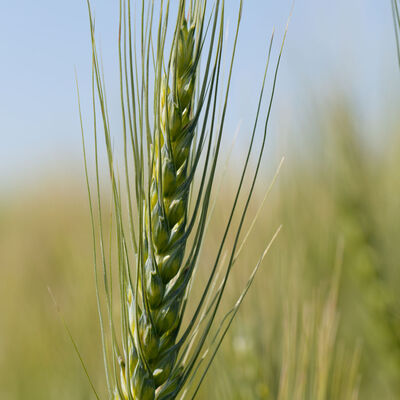 Spring Wheat (Bolles) Wheat