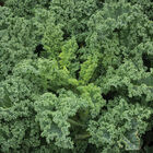 Westlandse Winter Kale