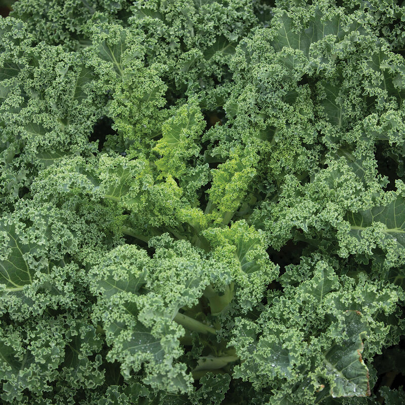 Westlandse Winter Kale