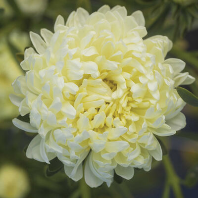 Tower Yellow Aster