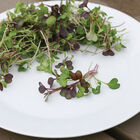 Kale, Kalefetti Mix Microgreen Mixes